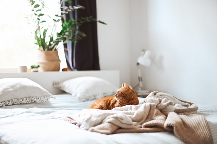 Cinco Pasos Para Dormir Bien - Tozapping.com  Consejos para la salud,  Higiene del sueño, Salud y bienestar